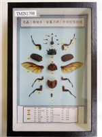 藏品(兜蟲外部型態特徵)的圖片